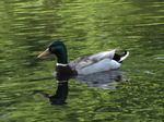 SX06206 Mallard.jpg